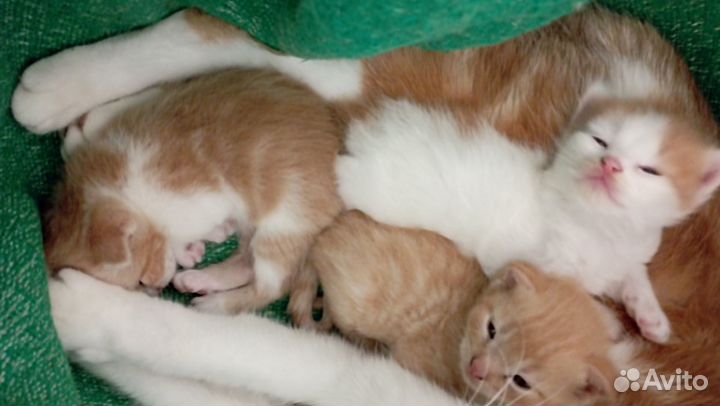 Вислоухие котята в добрые руки