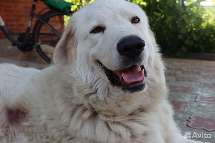 Марремма-абруццкая овчарка