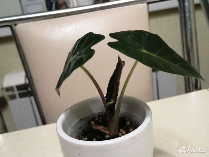 Клубни и детка алоказии полли