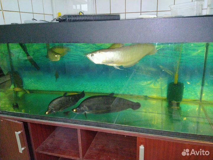 Хромис красавец, аравана, африканский нож