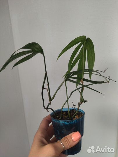 Эпипремнум