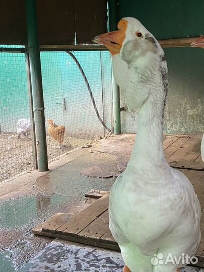 Холмогорские гуси