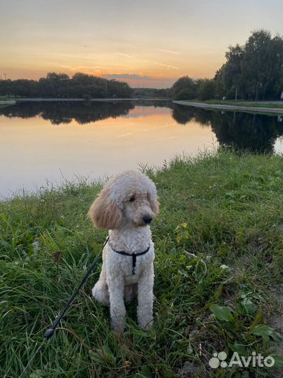 Карликовый пудель вязка