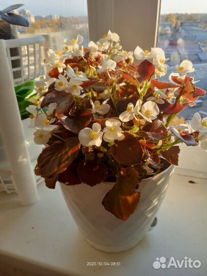 Бегония вечноцветущая