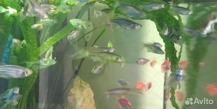 Аквариумные рыбки