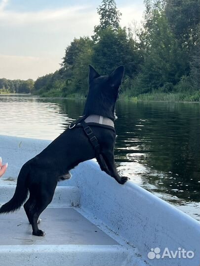 Кобель для вязки