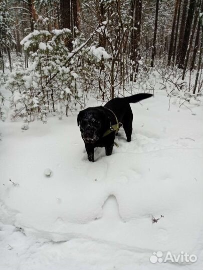 Лабрадор ждёт подружку в гости вязка