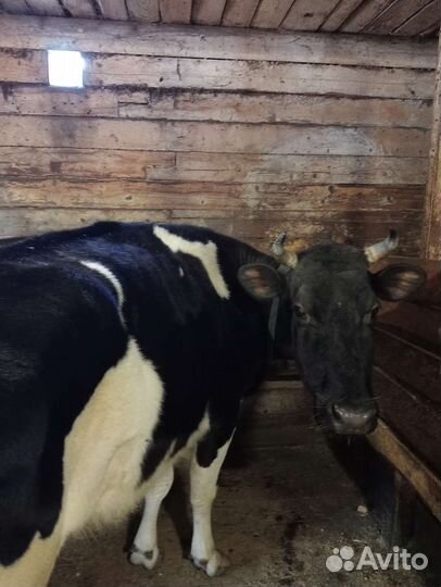 Быки и корова