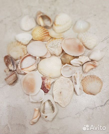 Продаю ракушки, рапаны, морские камни