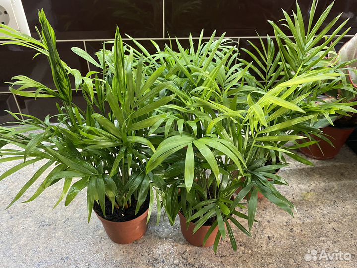 Пальма хамедорея комнатные цветы