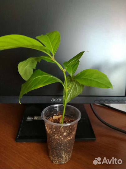 Цитарексилум