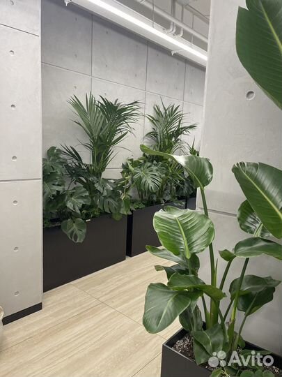 Дивайдер-кашпо для живых и искусственных растений