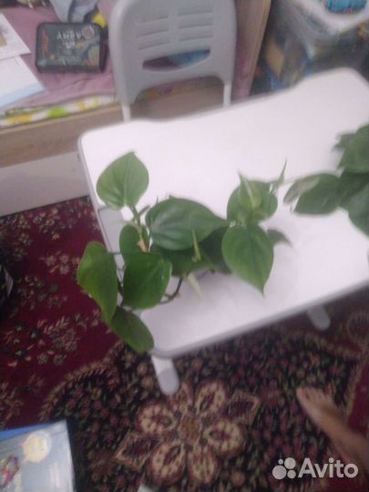 Филодендрон