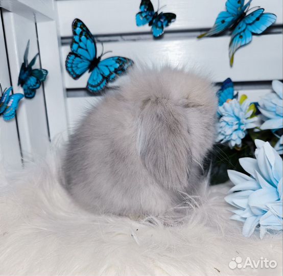 Mini Lion Lop импорт Англия