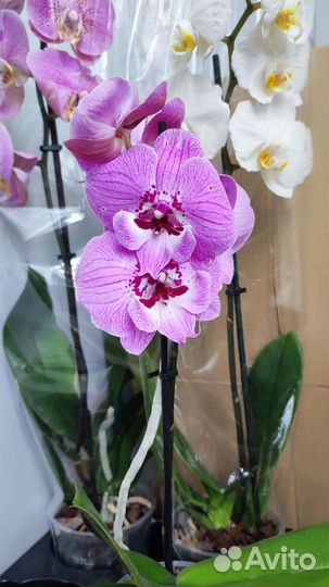 Орхидея фаленопсис