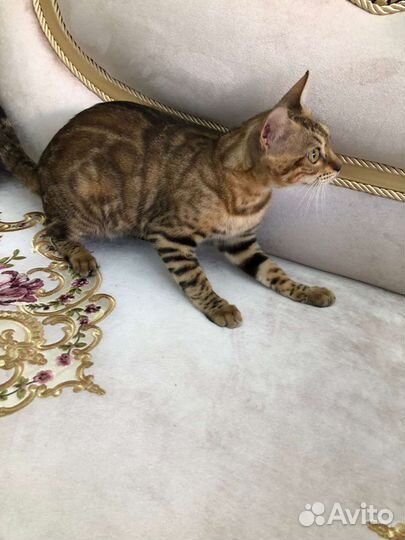 Бенгальская