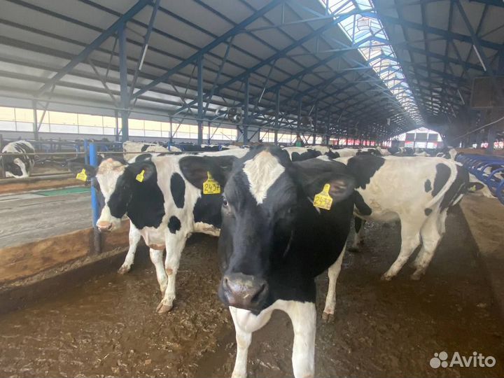 Нетели племенные Голштинская порода