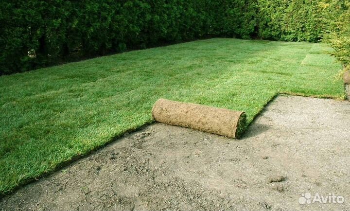 Рулонные газоны