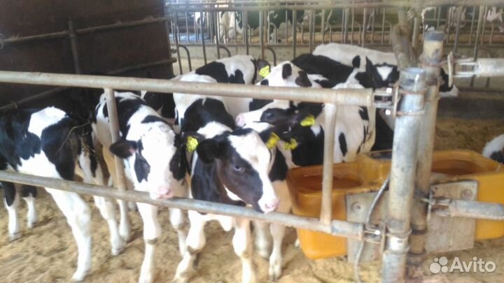 Телята бычки