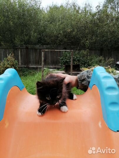 Котенок в добрые руки бесплатно