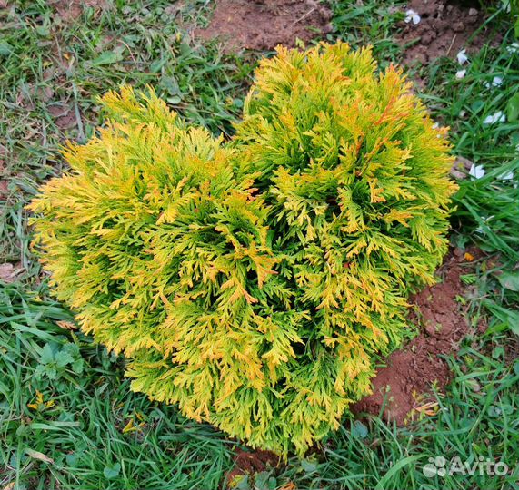 Туя Голден Брабант