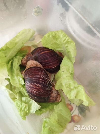 Улитки ахатины