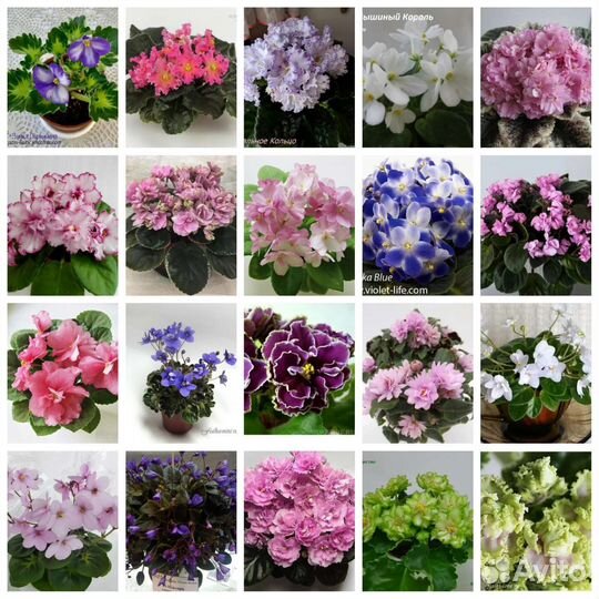 Сортовые фиалки