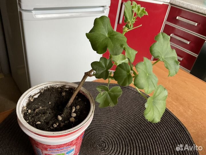 Герань пеларгония плющелистная, глоксиния