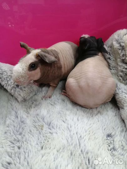 Морские свинки Скинни и Крестед