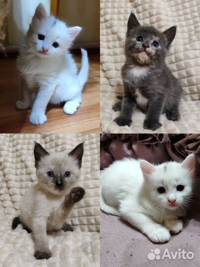 Котята в добрые руки