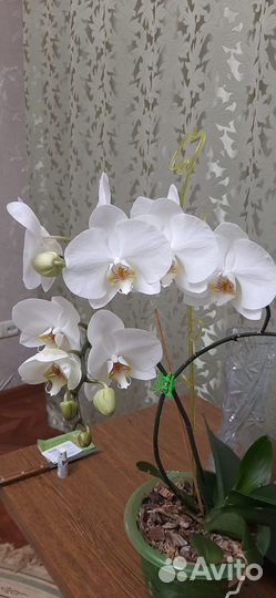 Орхидея