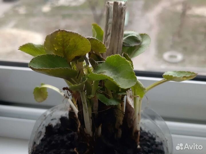 Синеголовник