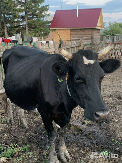 Корова стельная дойная