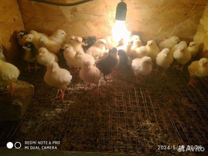 Цыплята помесные несушки