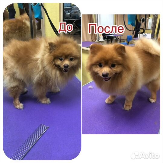 Груминг собак и кошек