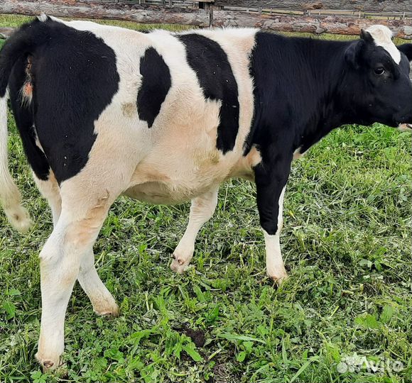 Бык и телка