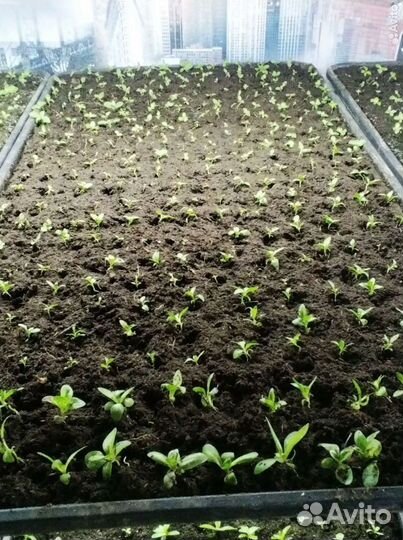 Сеянцы эустомы оптом