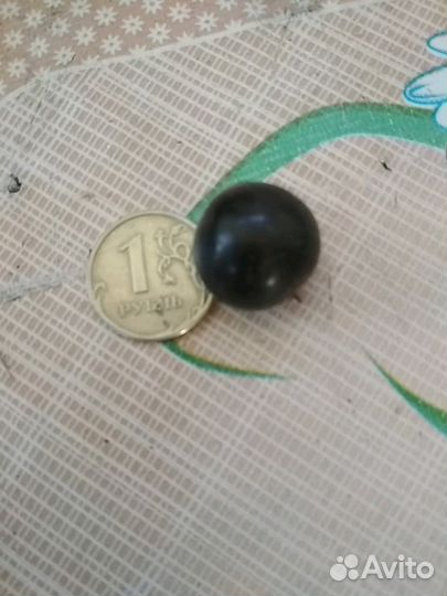 Кусты черный смородины