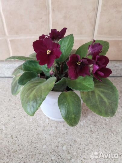 Фиалка бордовая цветок 4-5 см