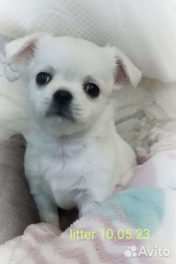 Щенки чихуахуа большой выбор окрасов