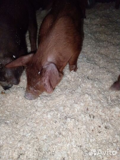 Поросята дюрок