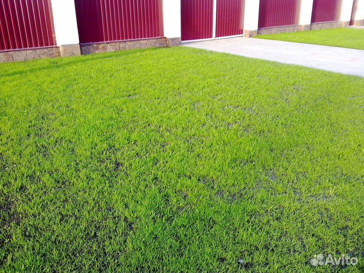 Посевной газон