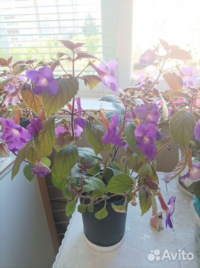 Ахименес цветущий