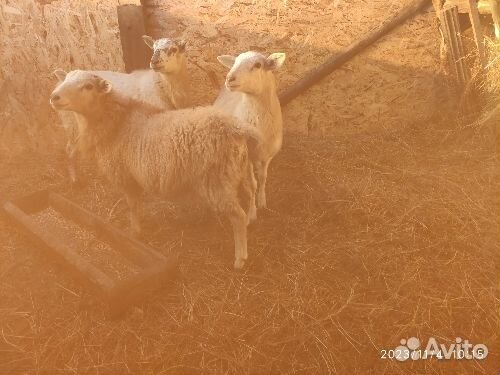 Бараны,козы