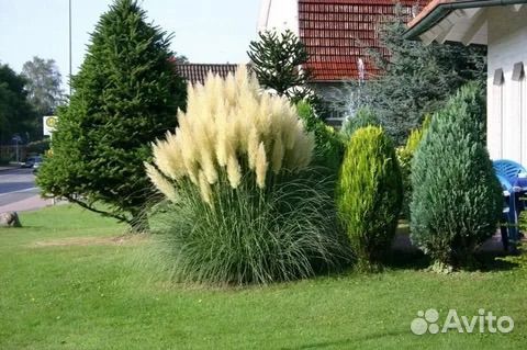 Кортадерия пампасная трава рассада