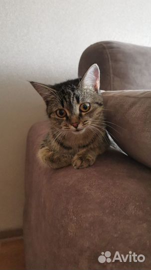 Кошечка в добрые руки бесплатно