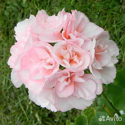 Пеларгония герань