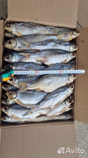 Вобла Астраханская