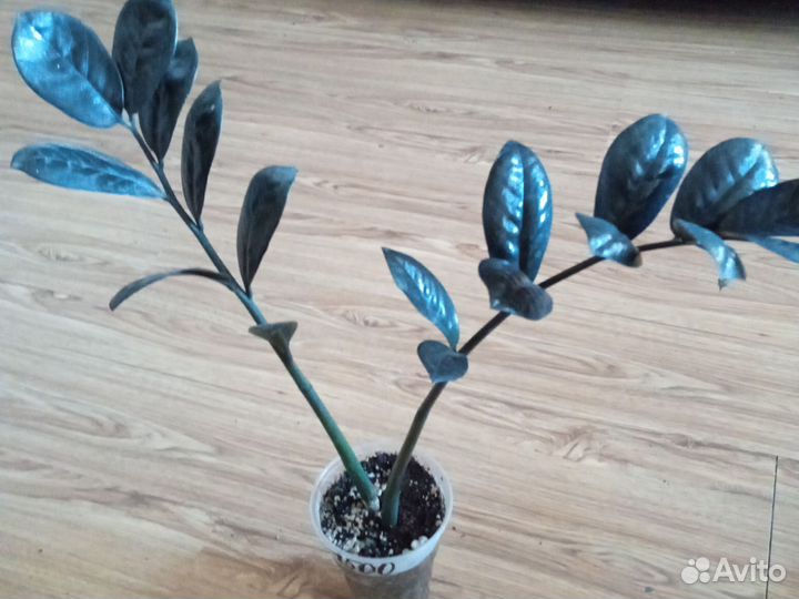 Очень Чёрный Ворон