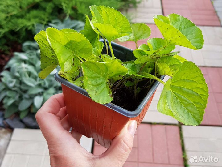 Многолетники для сада цветы